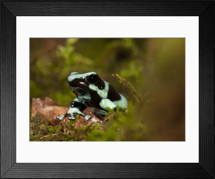 Framed Print : DDE-90039307 Framed Print : DDE-90039307