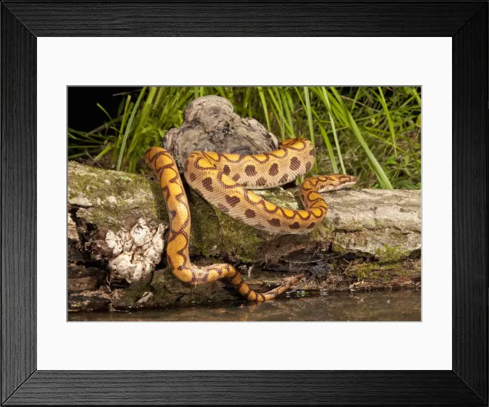 Framed Print : DDE-90039308 Framed Print : DDE-90039308
