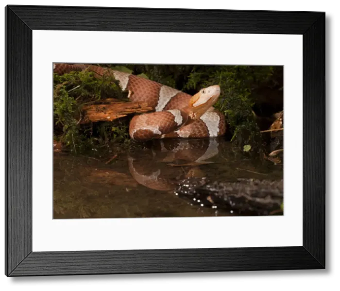 Framed Print : DDE-90039309 Framed Print : DDE-90039309