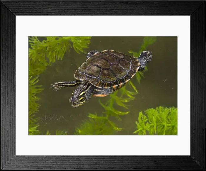 Framed Print : DDE-90039310