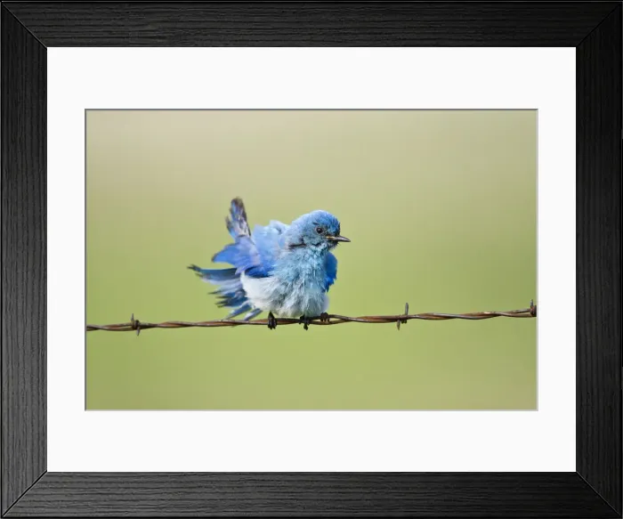 Framed Print : DDE-90039313 Framed Print : DDE-90039313