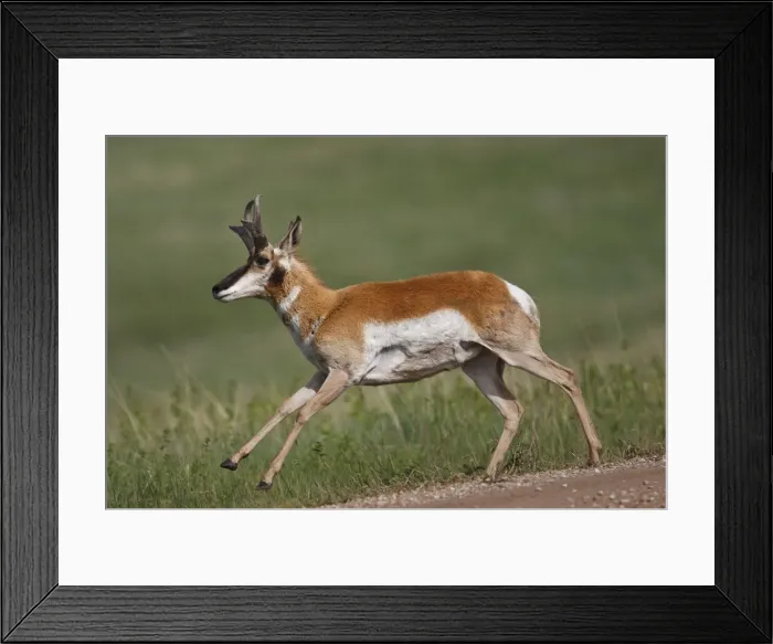 Framed Print : DDE-90039314 Framed Print : DDE-90039314