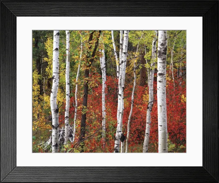 Framed Print : DDE-90039315 Framed Print : DDE-90039315