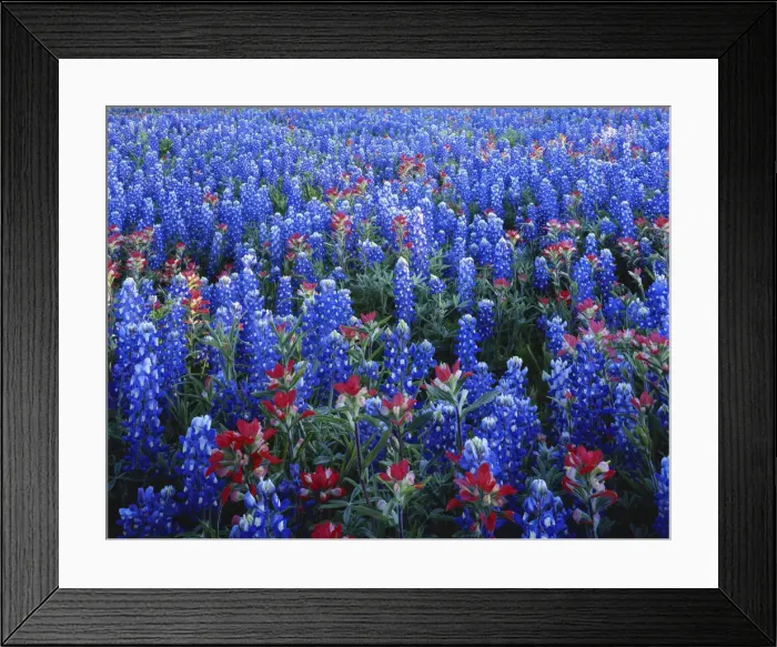 Framed Print : DDE-90039321 Framed Print : DDE-90039321