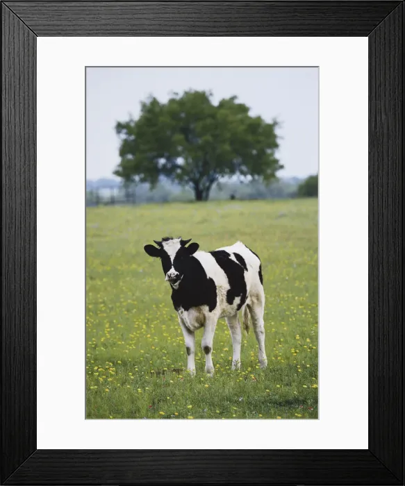 Framed Print : DDE-90039322