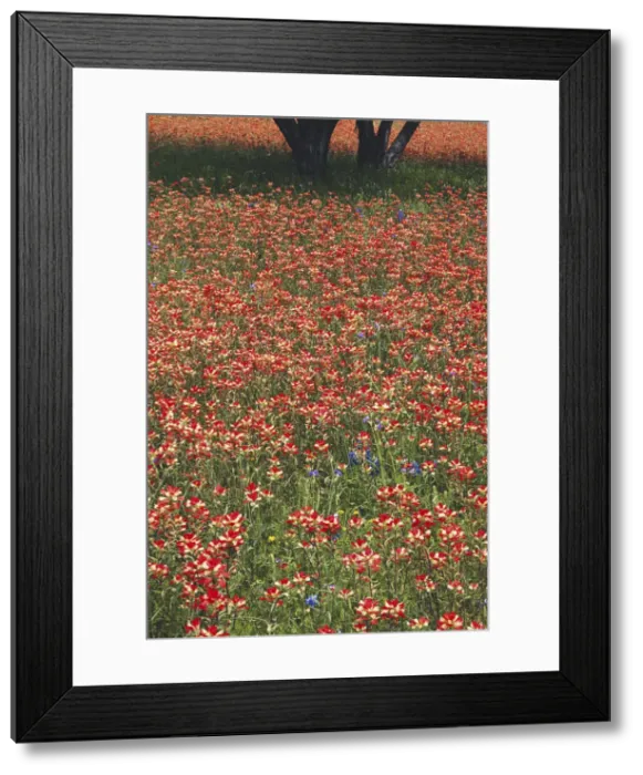 Framed Print : DDE-90039323 Framed Print : DDE-90039323