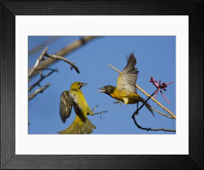 Framed Print : DDE-90039324