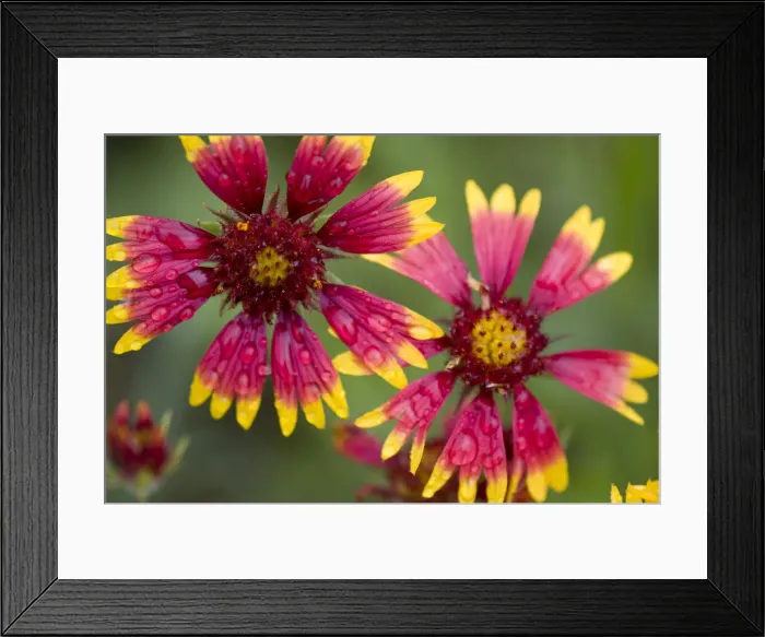 Framed Print : DDE-90039326 Framed Print : DDE-90039326
