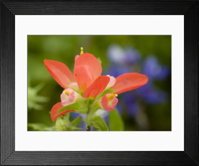 Framed Print : DDE-90039327 Framed Print : DDE-90039327