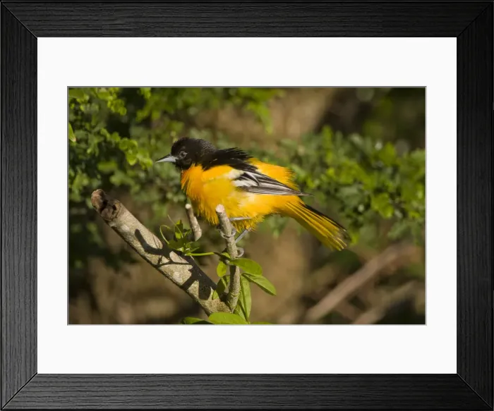 Framed Print : DDE-90039325 Framed Print : DDE-90039325