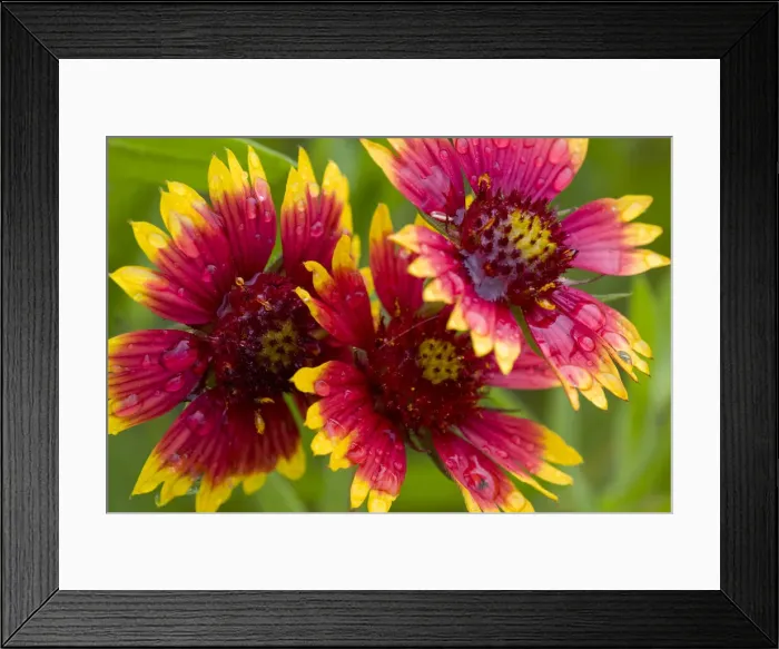 Framed Print : DDE-90039329