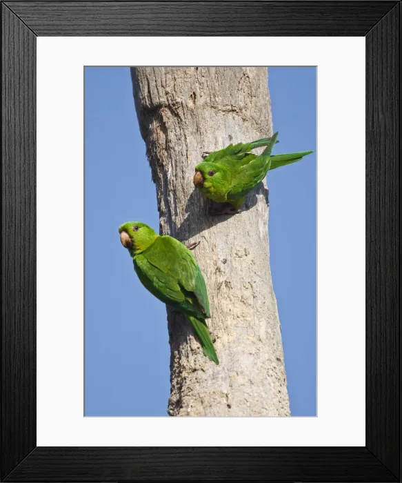 Framed Print : DDE-90039330 Framed Print : DDE-90039330