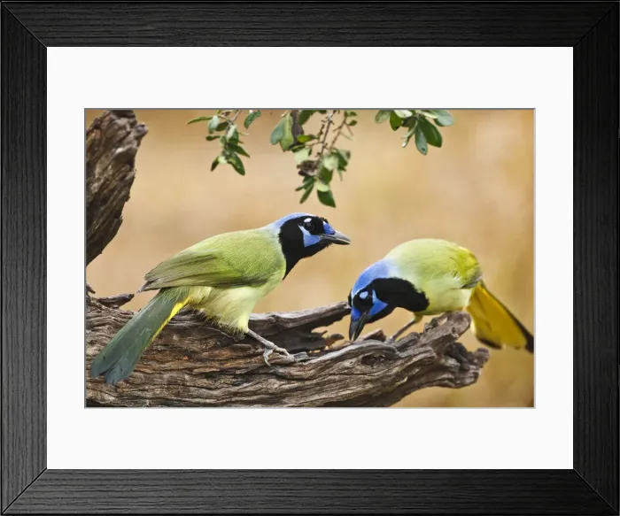 Framed Print : DDE-90039331 Framed Print : DDE-90039331