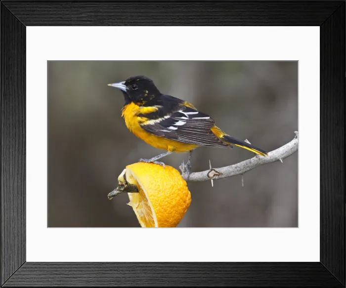 Framed Print : DDE-90039332 Framed Print : DDE-90039332