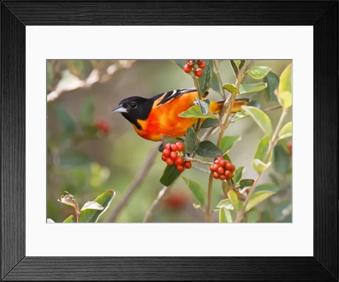 Framed Print : DDE-90039333
