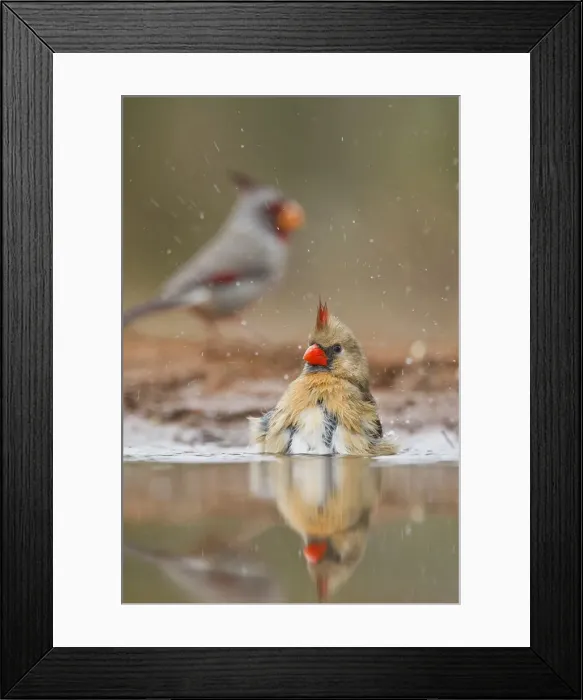 Framed Print : DDE-90039336 Framed Print : DDE-90039336