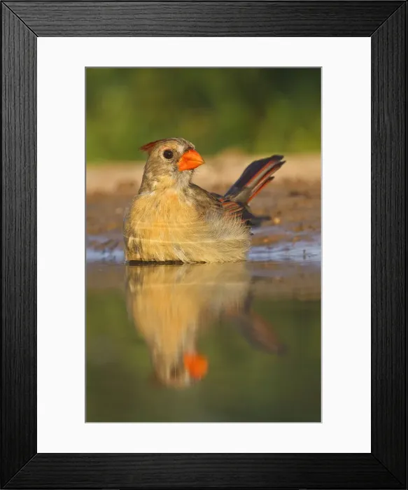 Framed Print : DDE-90039337 Framed Print : DDE-90039337