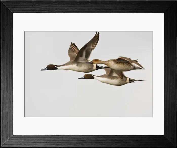 Framed Print : DDE-90039339 Framed Print : DDE-90039339