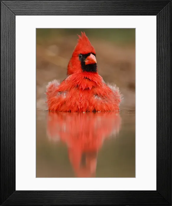 Framed Print : DDE-90039338