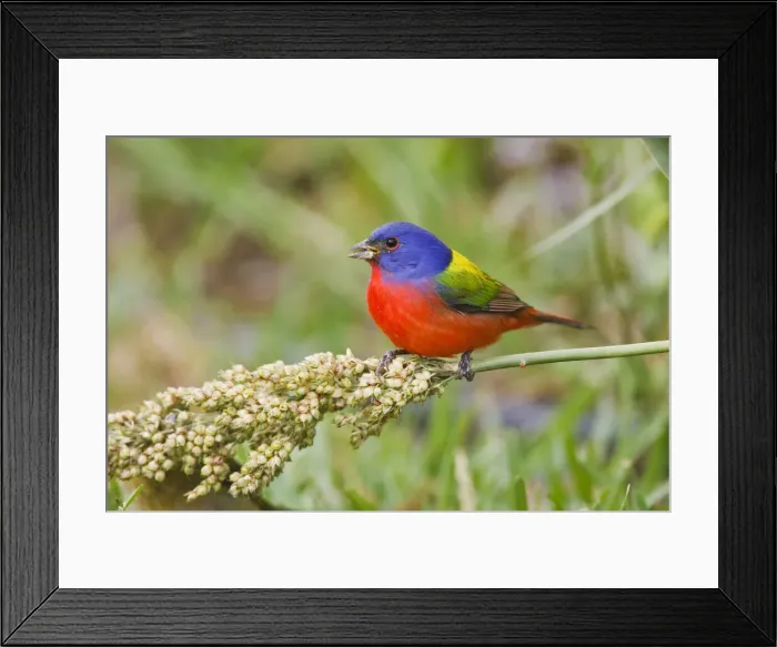 Framed Print : DDE-90039341 Framed Print : DDE-90039341