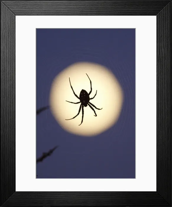 Framed Print : DDE-90039340 Framed Print : DDE-90039340