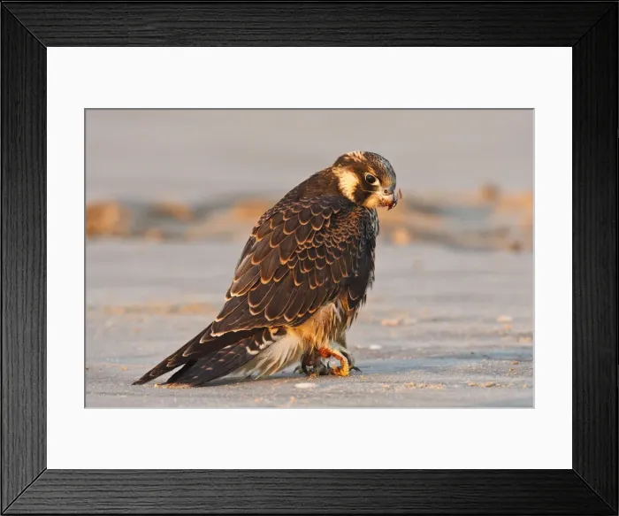 Framed Print : DDE-90039342 Framed Print : DDE-90039342