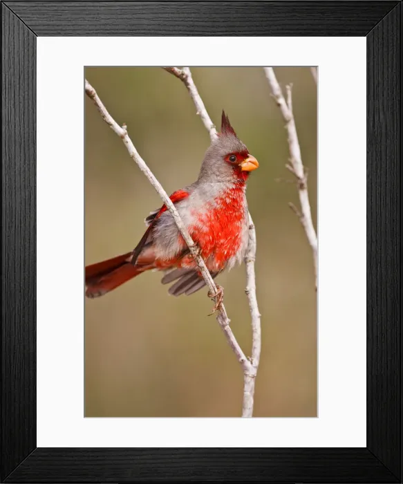 Framed Print : DDE-90039343 Framed Print : DDE-90039343
