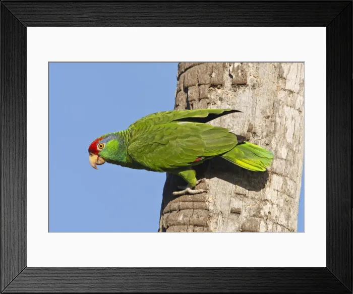 Framed Print : DDE-90039344 Framed Print : DDE-90039344