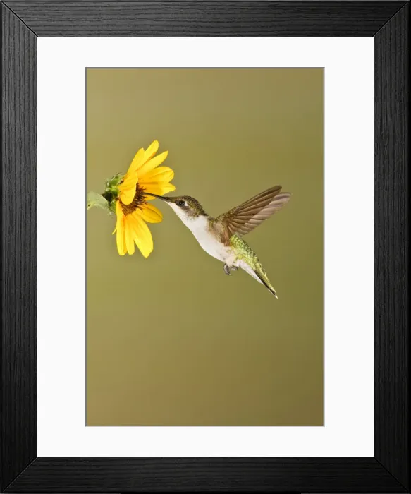 Framed Print : DDE-90039345 Framed Print : DDE-90039345