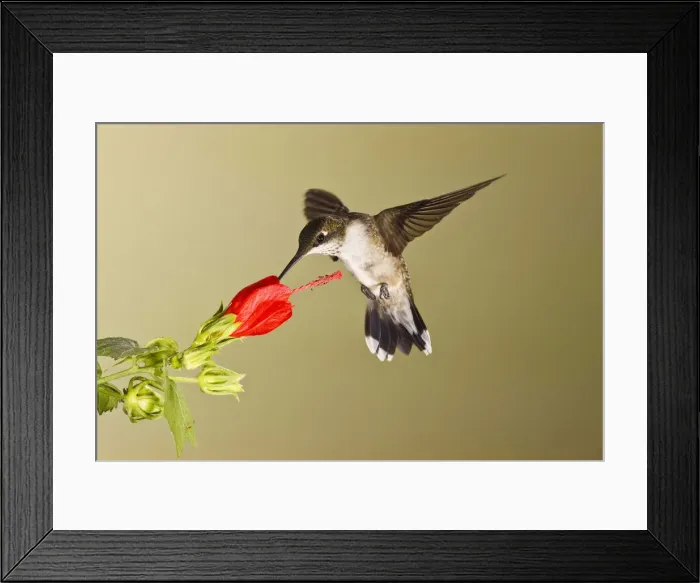 Framed Print : DDE-90039346 Framed Print : DDE-90039346
