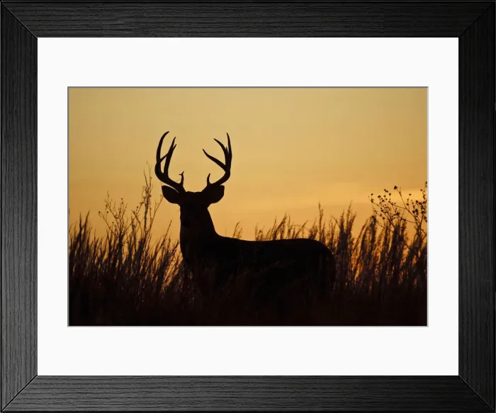 Framed Print : DDE-90039349 Framed Print : DDE-90039349