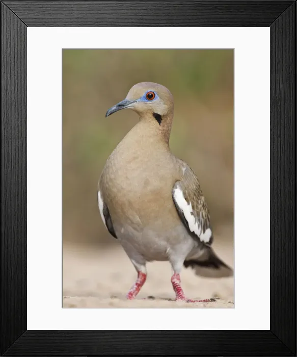 Framed Print : DDE-90039350 Framed Print : DDE-90039350