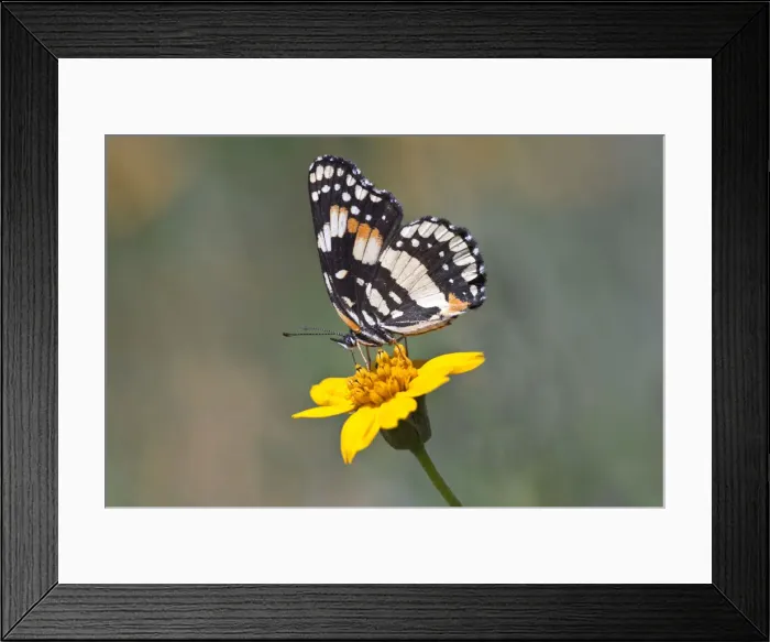 Framed Print : DDE-90039352 Framed Print : DDE-90039352