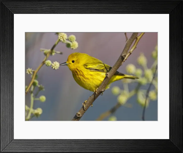 Framed Print : DDE-90039351 Framed Print : DDE-90039351