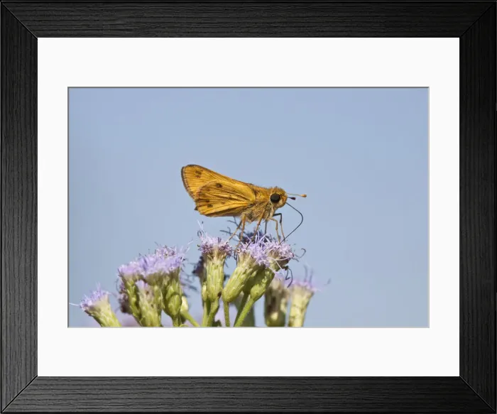 Framed Print : DDE-90039353 Framed Print : DDE-90039353