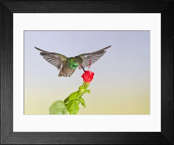 Framed Print : DDE-90039354 Framed Print : DDE-90039354