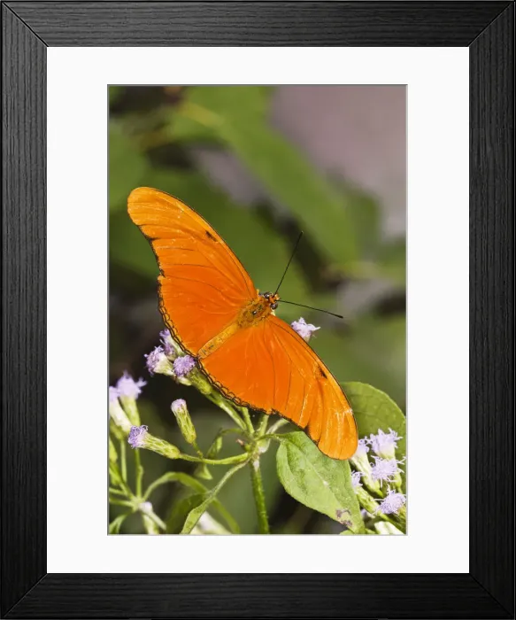 Framed Print : DDE-90039356 Framed Print : DDE-90039356