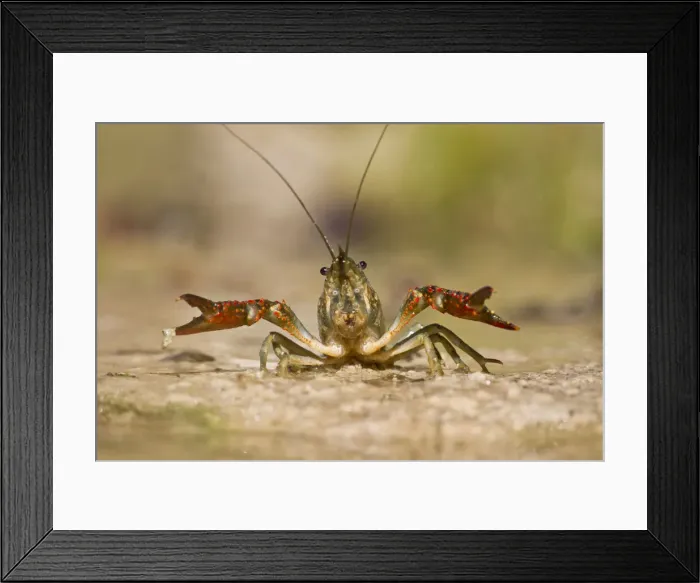 Framed Print : DDE-90039357 Framed Print : DDE-90039357