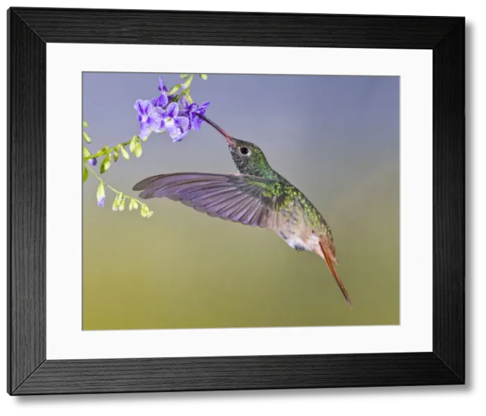 Framed Print : DDE-90039355 Framed Print : DDE-90039355