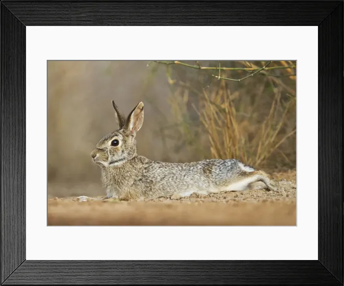 Framed Print : DDE-90039360 Framed Print : DDE-90039360