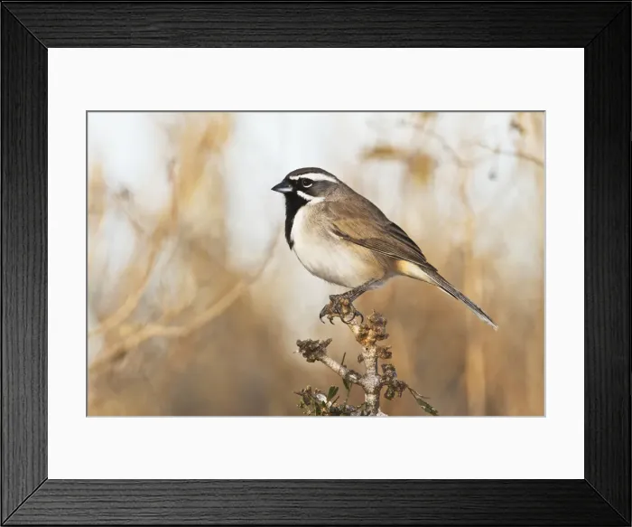 Framed Print : DDE-90039359 Framed Print : DDE-90039359