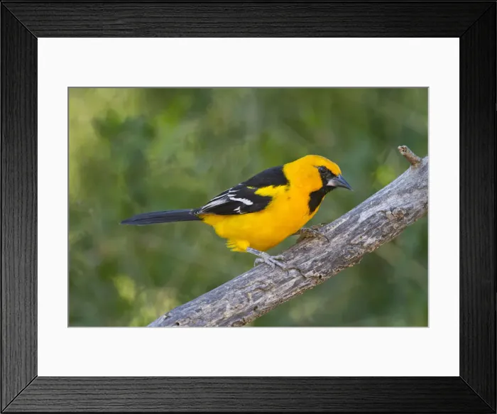 Framed Print : DDE-90039362 Framed Print : DDE-90039362