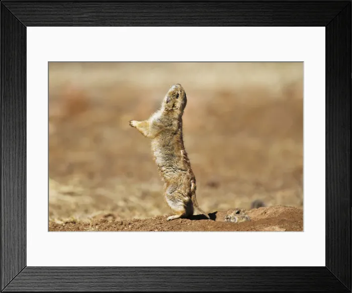 Framed Print : DDE-90039363