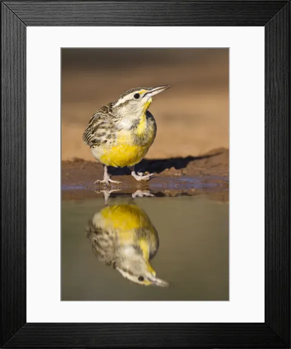 Framed Print : DDE-90039361 Framed Print : DDE-90039361