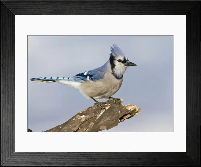 Framed Print : DDE-90039365 Framed Print : DDE-90039365