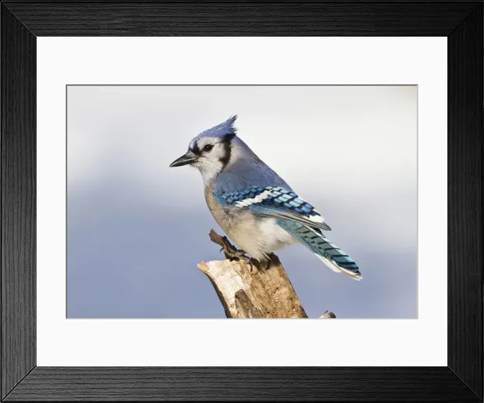Framed Print : DDE-90039366 Framed Print : DDE-90039366