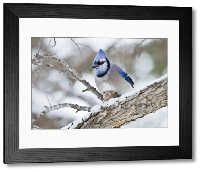 Framed Print : DDE-90039364 Framed Print : DDE-90039364