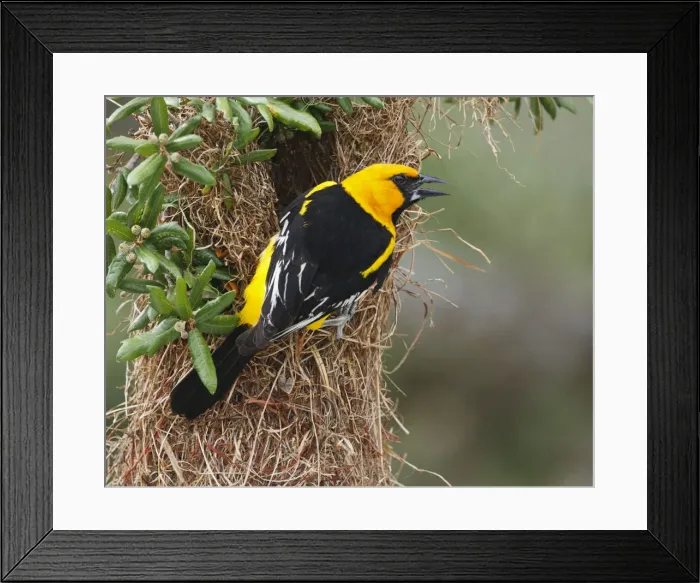 Framed Print : DDE-90039367 Framed Print : DDE-90039367