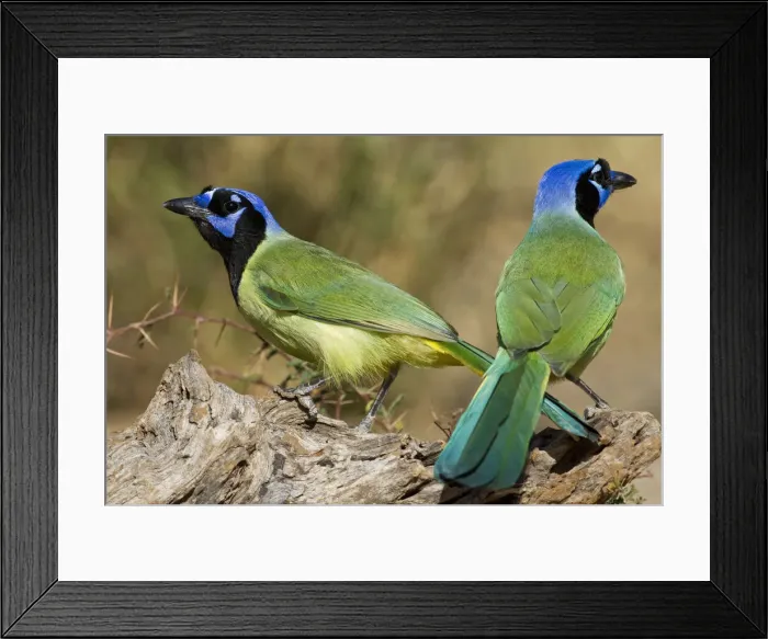 Framed Print : DDE-90039370