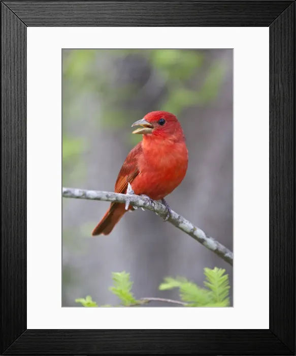 Framed Print : DDE-90039369 Framed Print : DDE-90039369